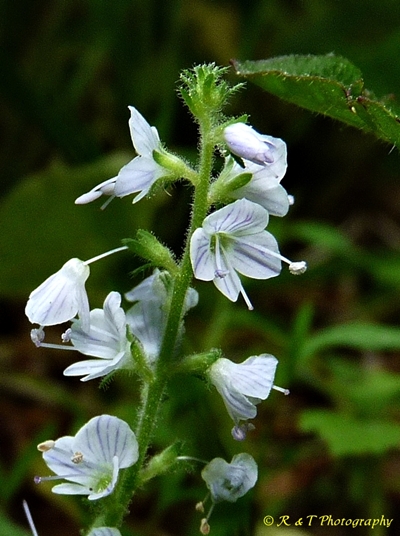 {Veronica officinalis}